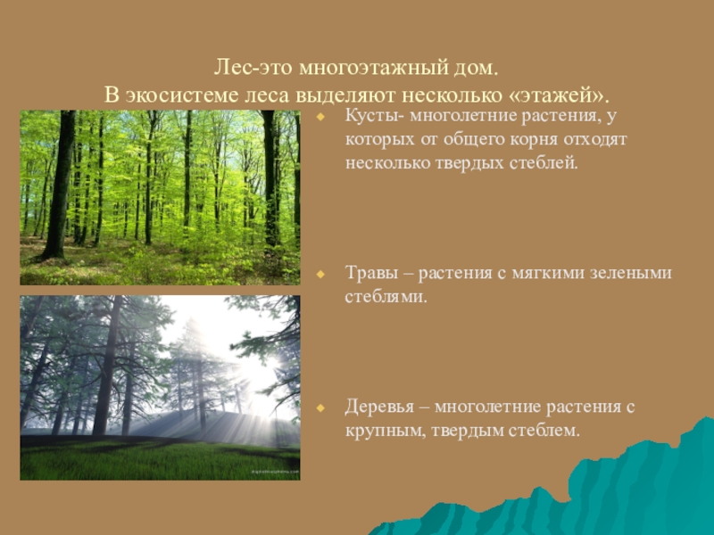 Проблемы устойчивости лесных экосистем в россии проект