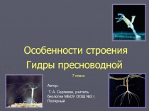 Презентация к уроку Особенности строения гидры пресноводной