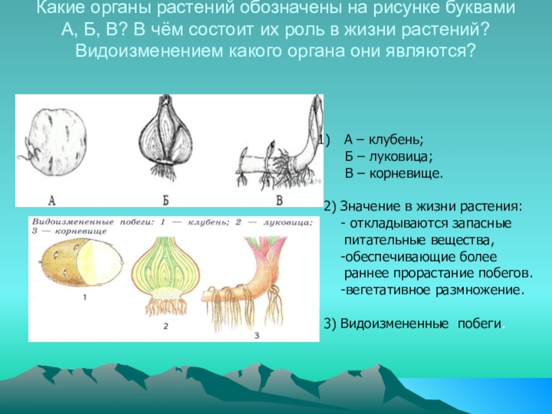 Какие органы обозначены на рисунке. Какие органы растений обозначены на рисунке. Роль видоизмененных побегов в жизни растений. Видоизмененные органы растений. Какой орган на рисунке обозначен буквой б?.