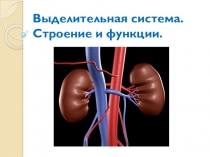 Презентация по биологии Выделительная система человека