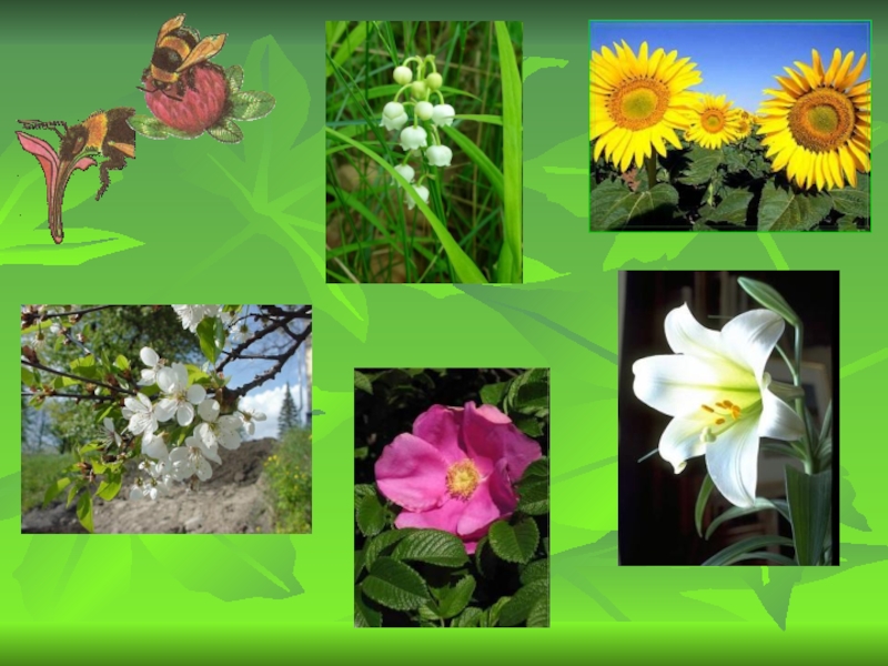 Многообразие цветковых. Многообразие цветковых растений. Разнообразие растений цветковые. Цветковые растения многообразие. Цветковые растения темы.