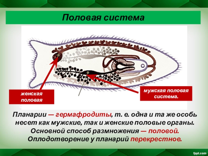 Презентация по биологии половая система