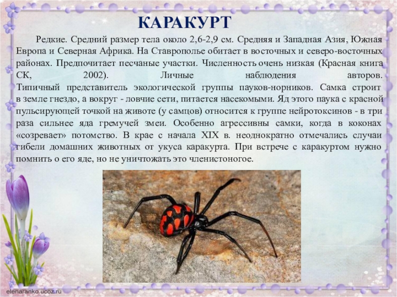 Паук каракурт фото и описание в ростовской области