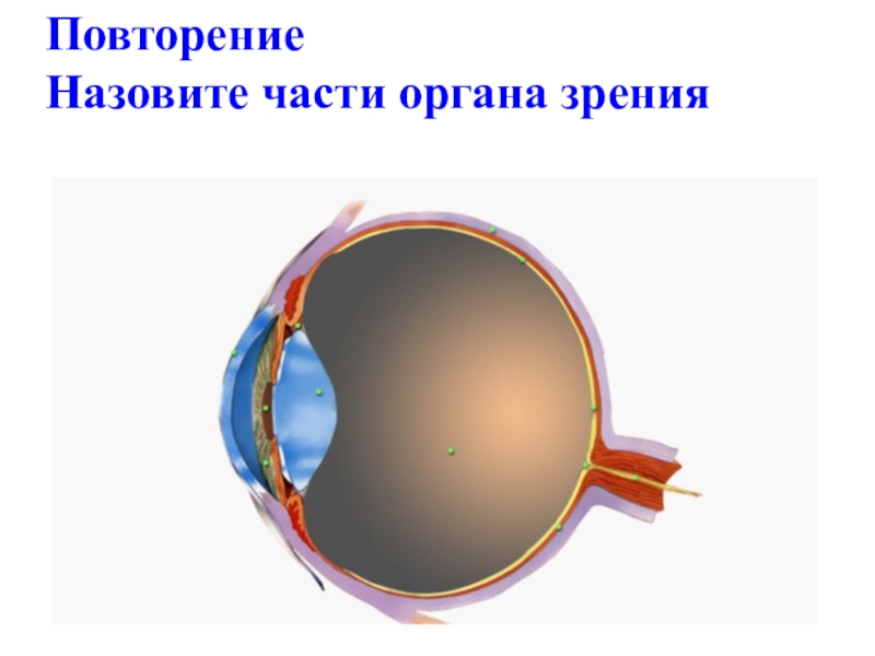 Строение глаза картинка без подписей