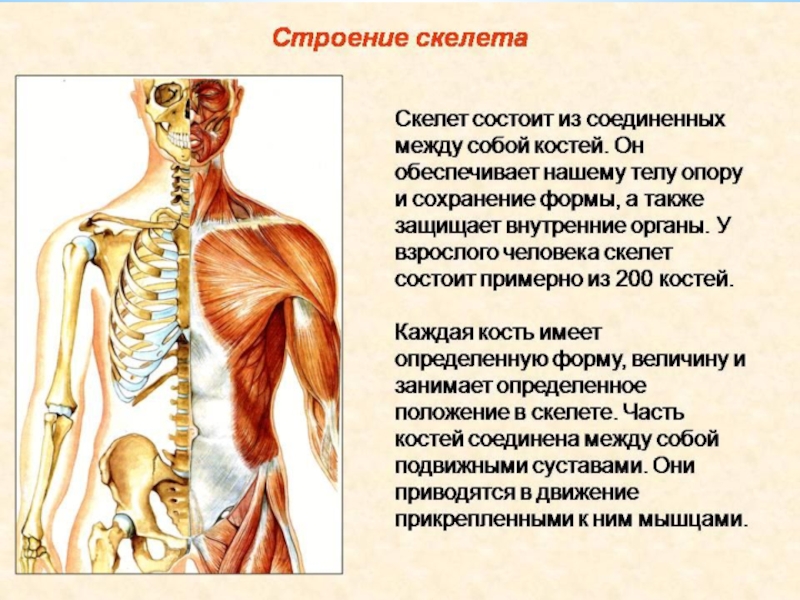 Опора тела и движение 3 класс презентация