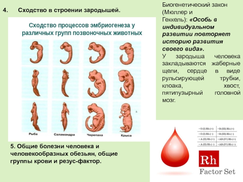 Сходства зародышей позвоночных. Сходства и различия зародышей человека. Сходство зародышей человека и позвоночных. Сходства зародышей человека и млекопитающих. Сходство в строении зародышей.