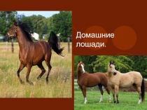 Презентация Домашняя лошадь 9класс