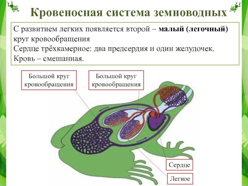 Земноводные какой круг кровообращения