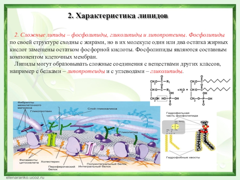 2. Сложные липиды – фосфолипиды, гликолипиды и липопротеины. Фосфолипиды по своей структуре сходны с жирами, но в