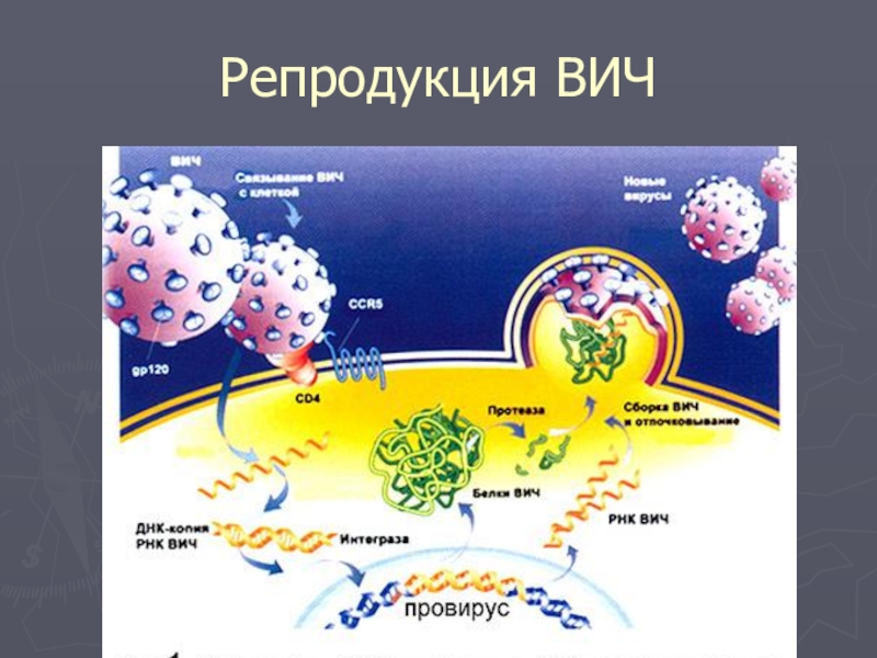 Схема репродукции вич