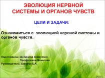 Презентация по биологии  Эволюция нервной системы и органов чуств