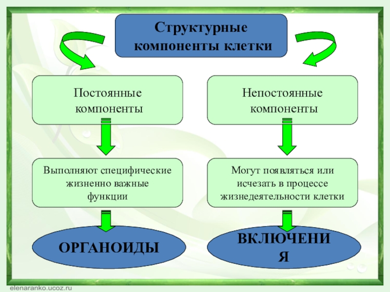 Постоянные компонентыНепостоянные компонентыСтруктурные компоненты клеткиВыполняют специфическиежизненно важныефункцииМогут появляться илиисчезать в процессежизнедеятельности клеткиОРГАНОИДЫВКЛЮЧЕНИЯ