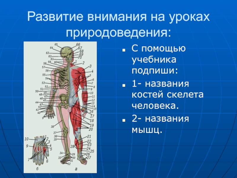 Развитие внимания на уроках природоведения:С помощью учебника подпиши:1- названия костей скелета человека.2- названия мышц.