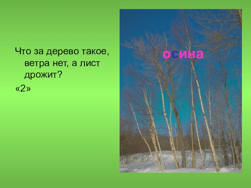 Что за дерево такое. Что за дерево. Ветра нет а лист дрожит. Дерево которое дрожит без ветра. Лист задрожал на дереве ветер.