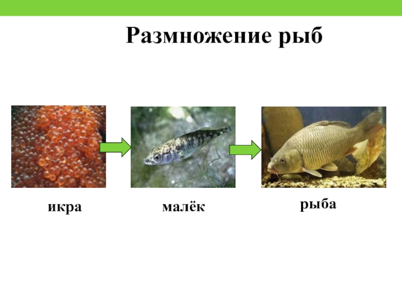 Икра малек рыба схема для детей