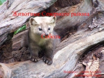 Презентация Животные Северного района
