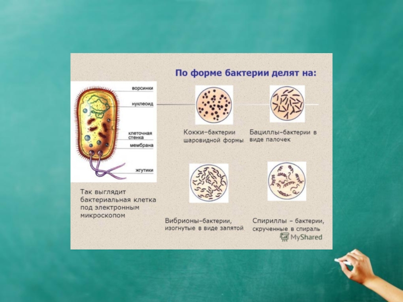 Биология технологическая карта урока бактерии