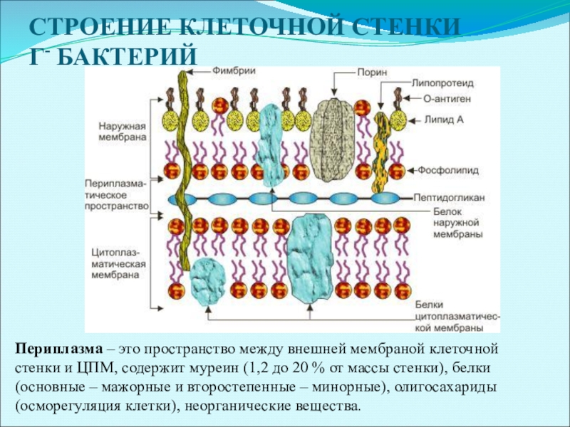 Какова роль клеточной стенки. Клеточная стенка бактерий микробиология. Строение клеточной стенки бактерий микробиология. Клеточная стенка бактериальной клетки строение и функции. Функции клеточной стенки бактериальной клетки.