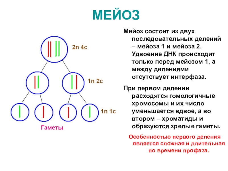 Деление клеток спорангия мейозом. Мейоз основные понятие. 2 Последовательных деления мейоза. Мейоз 2 биология 10 класс. Первое деление мейоза процессы по порядку.