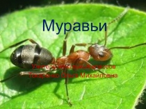 Презентация по окружающему миру  Муравьи