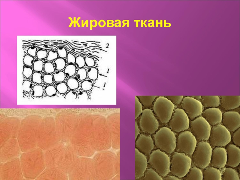 Жировая ткань рисунок с подписями