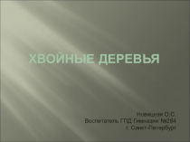 Презентация по окружающему миру Хвойные деревья
