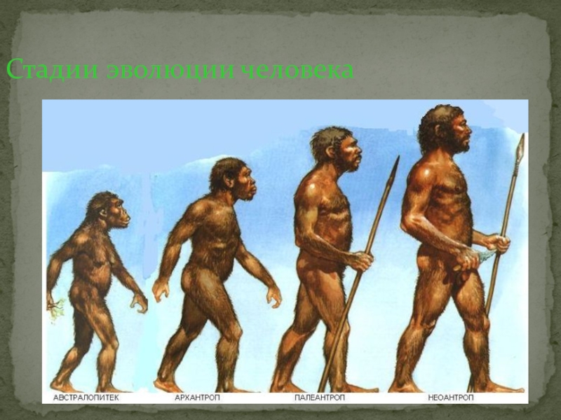 Этапы антропогенеза биология. Эволюция человека Антропогенез. Этапы развития человека. Этапы эволюции человека. Стадии развития человека.