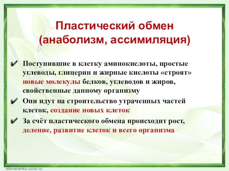 Пластический обмен (анаболизм, ассимиляция)Поступившие в клетку аминокислоты, простые углеводы, глицерин и жирные кислоты «строят» новые молекулы белков,