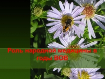 Презентация к уроку  Фитонциды и лекарственные растения в годы войны