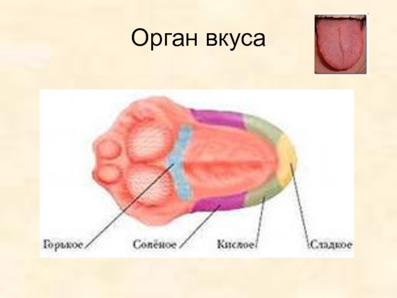 Вкус орган чувств человека. Орган вкуса. Органы чувств вкус анатомия. Орган вкуса анатомия животных.