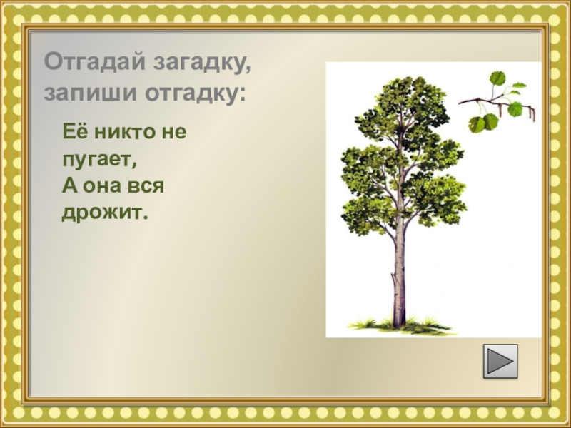 Никто не пугает а вся. Отгадай загадку никто не пугает а вся дрожит. Никто не пугает а вся дрожит отгадка. Отгадай загадку запиши её по памяти. Отгадай загадку никто не пугает а все дрожит.