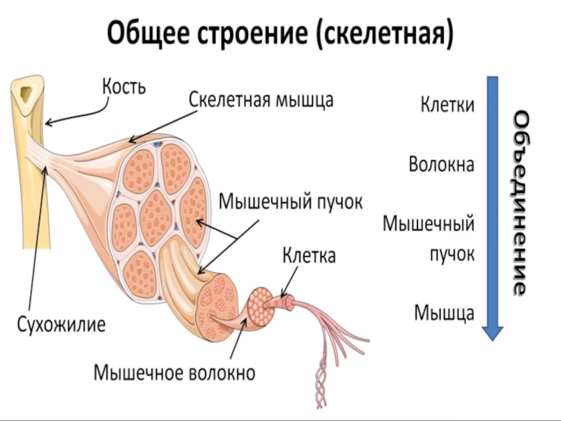 Каково строение скелетной мышцы. Строение мышечного пучка анатомия. Строение мышцы мышечный пучок. Строение скелетной мышцы без подписи. Строение мышечного пучка 8 класс.