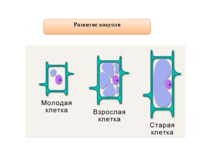 Рост клетки фото