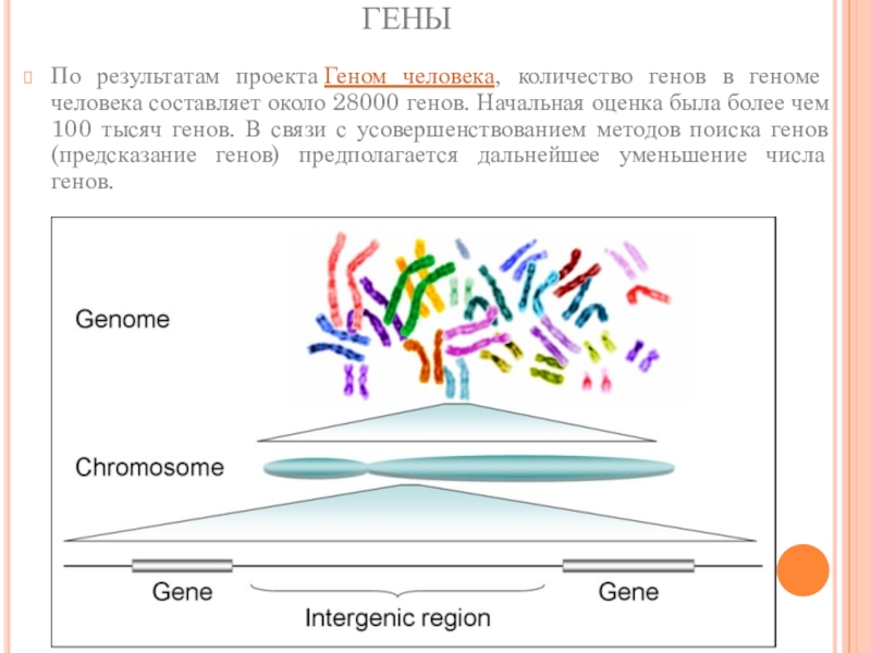 Итоги проекта геном человека