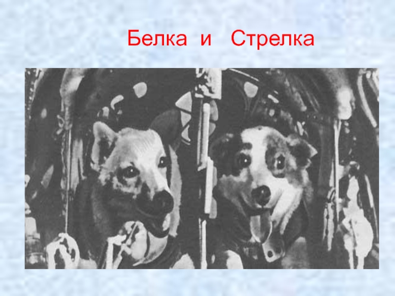 День стрелка. Белка и стрелка день космонавтики. Изображение белки и стрелки. Белка и стрелка для детей. Белка и стрелка для детей дошкольного возраста.