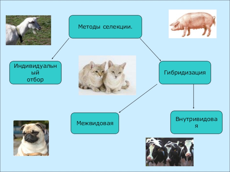 Проект селекция животных 9 класс