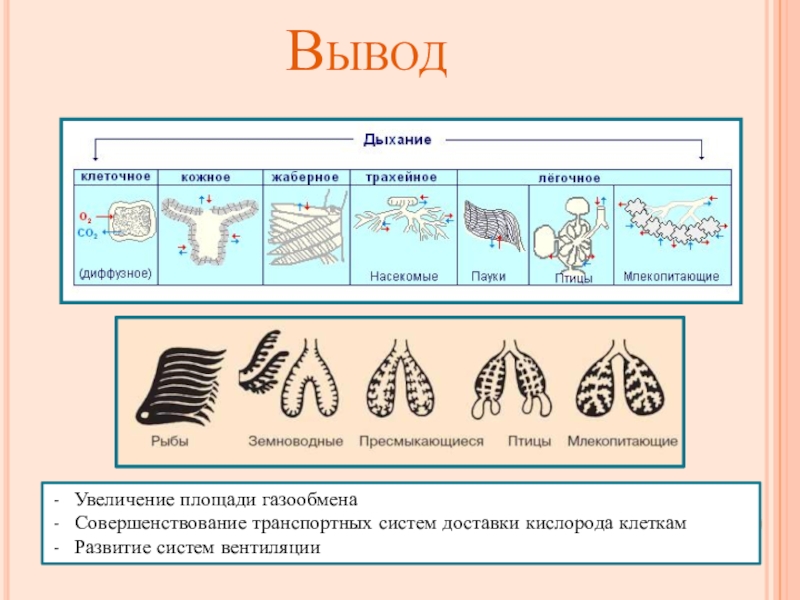 Нарисовать живых организмов с разными типами дыхания