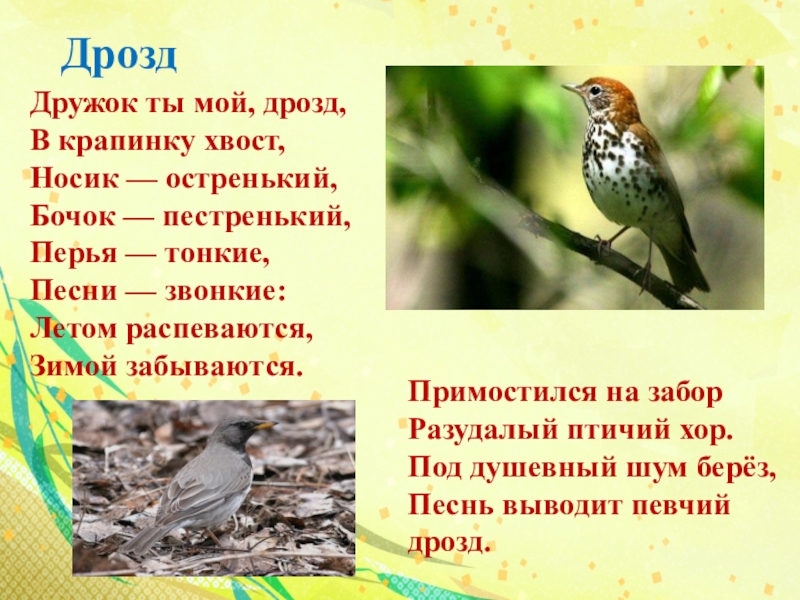 Дрозд разбор. Дружок ты мой Дрозд, в крапинку хвост. Дружок ты мой Дрозд. Дружок ты мой Дрозд скороговорка. Соловушка громко громко распелся.