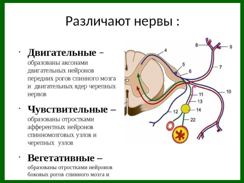 Нервные узлы и нейрон. Двигательные Нейроны глазодвигательного нерва. Периферический двигательный Нейрон схема. Центральный двигательный Нейрон схема. Двигательные волокна лицевого нерва.