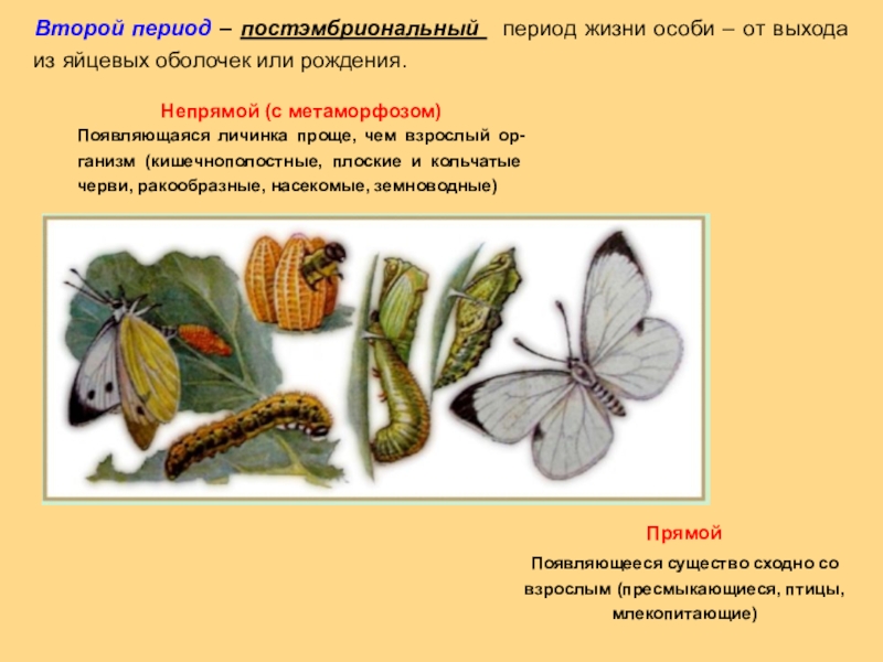 Стадии постэмбрионального развития цикады. Эмбриональное и постэмбриональное развитие бабочки. Последовательность фаз постэмбрионального периода. Зрелый период постэмбрионального развития фото.