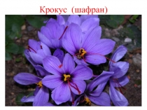 Урок окружающего мира  Цветники весной