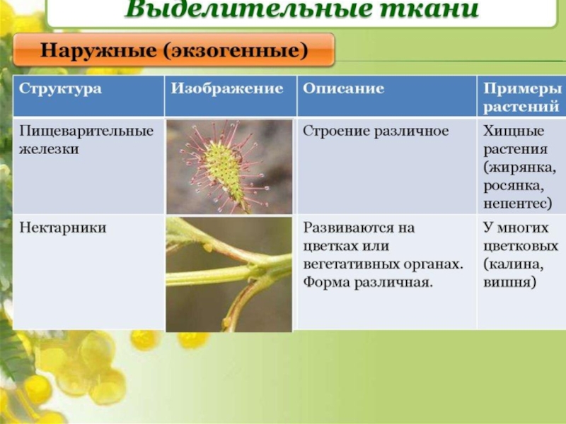 Презентация биология 6 класс выделение у растений и животных