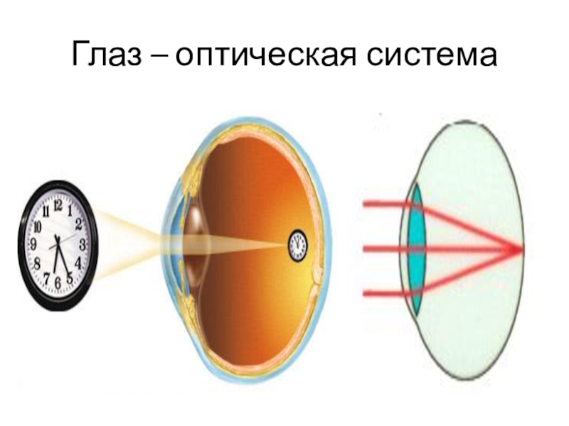 Как получается воспринимается изображение глазом