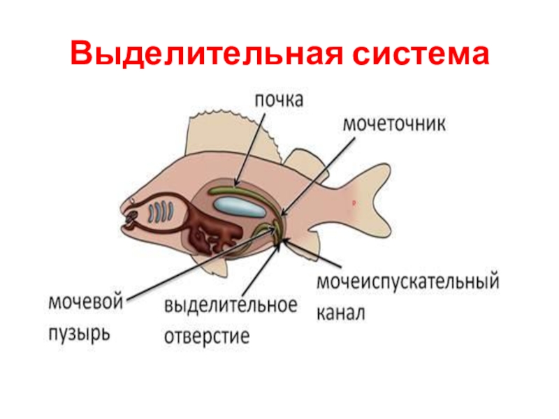 Выделительная система рыб схема