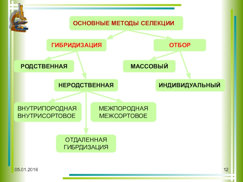 Проект на тему селекция