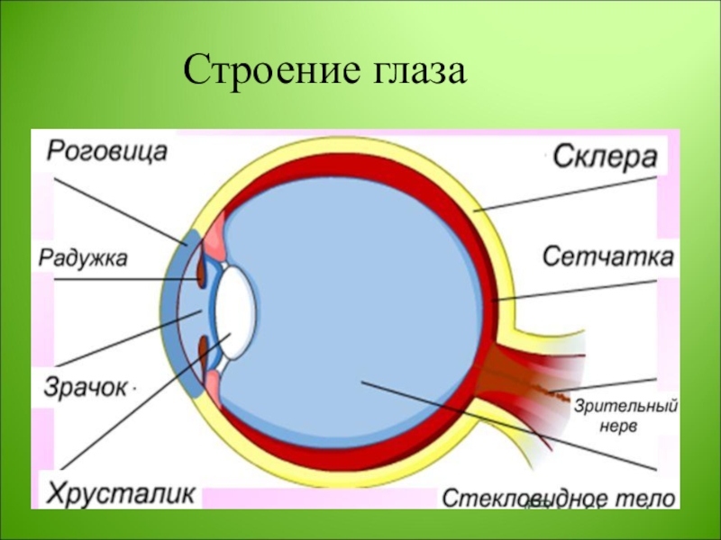 Биология строение глаза человека. Строение глаза вид спереди. Оболочки глазного яблока схема. Строение глазного яблока 9 класс биология. Строение глазного яблока анатомия.
