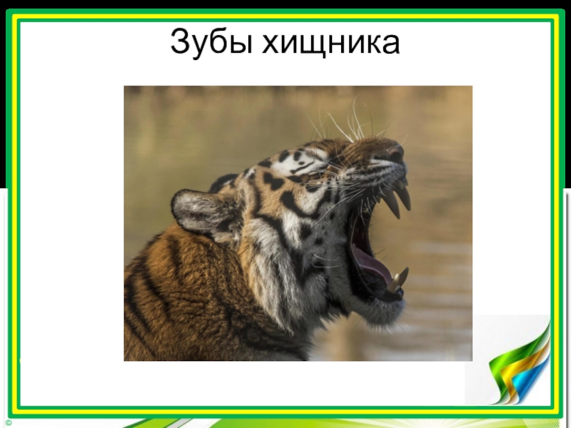 Презентация про хищников по биологии 7 класс