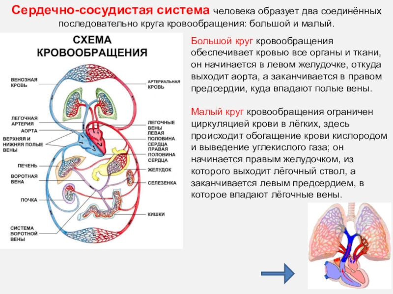 Используя рисунок 159 на с 205 опишите движение крови по большому и малому