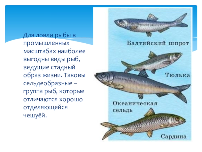 Представители отряда сельдеобразные