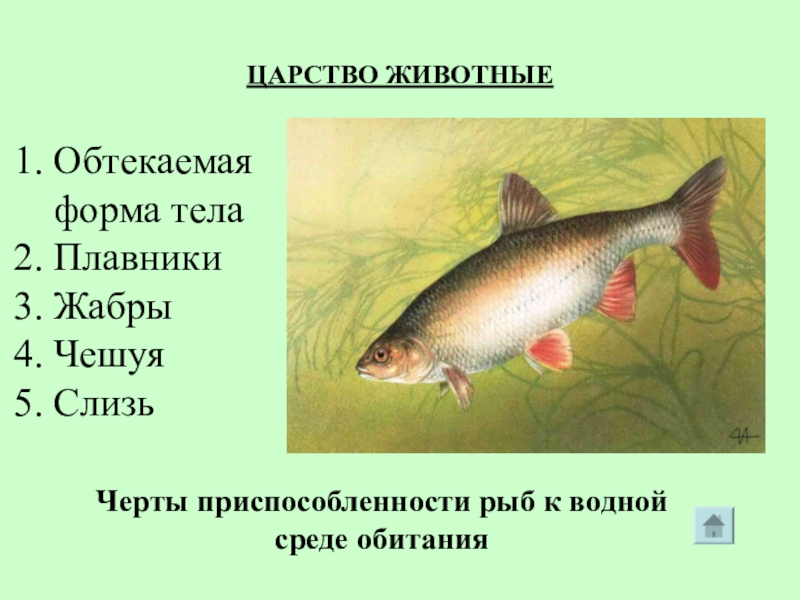 Приспособление рыб в воде. Приспособленность рыб к жизни в водной среде. Приспособленность рыб к среде обитания. Черты приспособленности рыб. Приспособленность окуня к среде обитания.